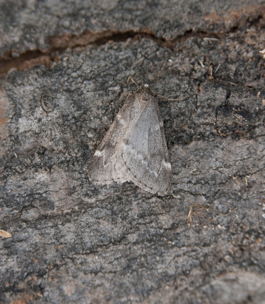 Alsophila5112