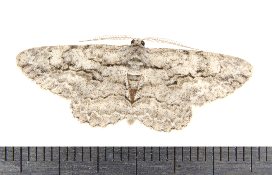 Anavitrinella0048
