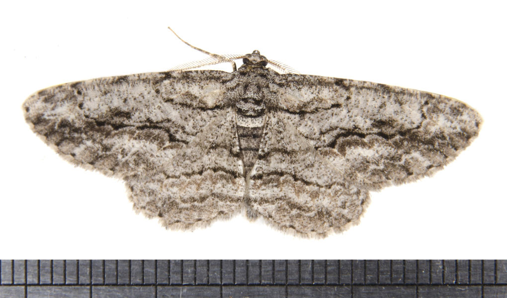 Anavitrinella3327