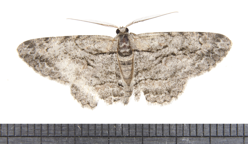 Anavitrinella3386