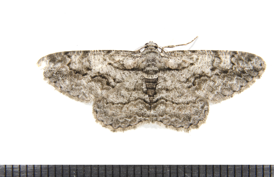 Anavitrinella6748