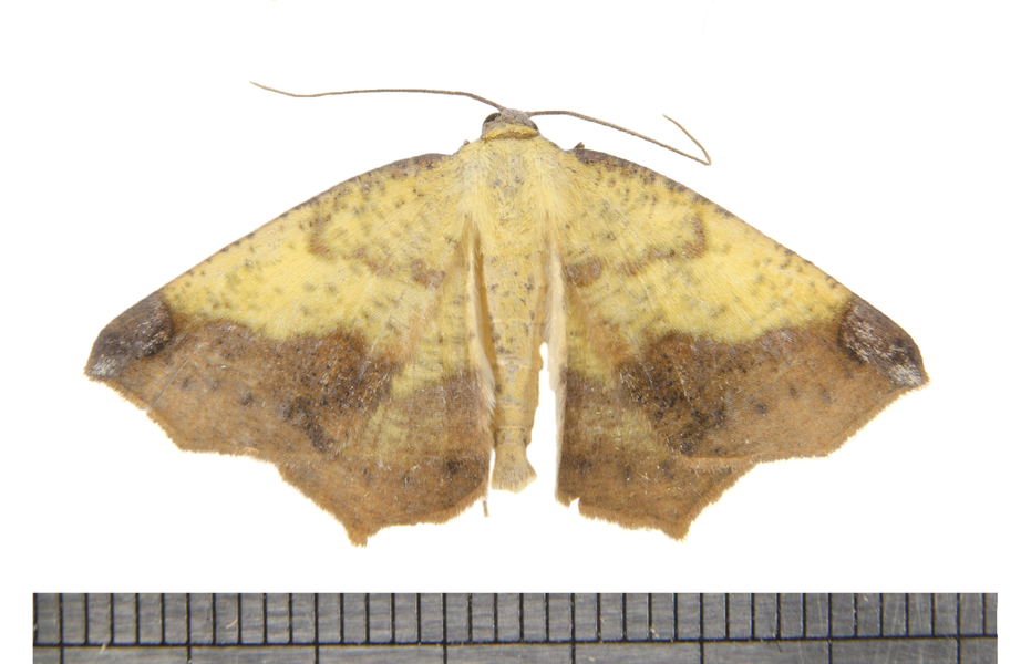 Antepione6584