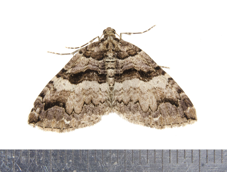 Anticlea6948