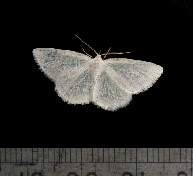 Cabera3064
