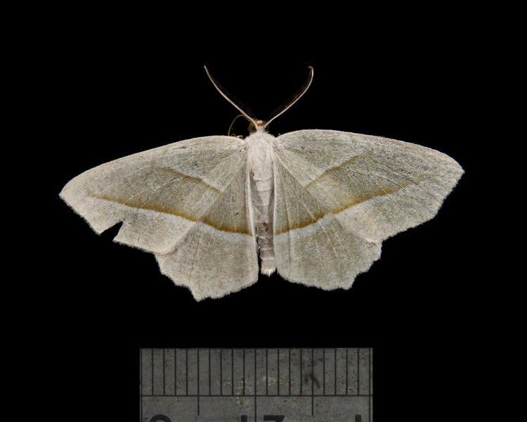Campaea3195