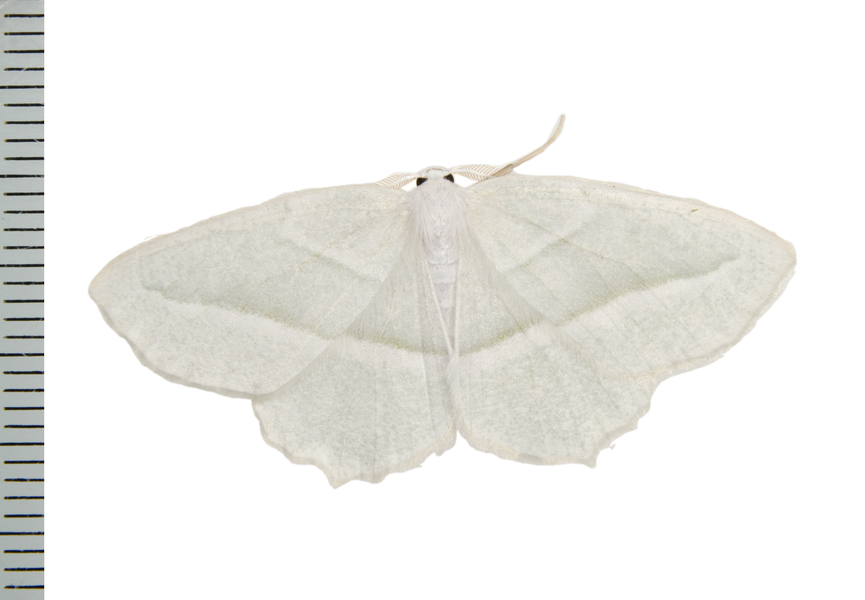 Campaea8040