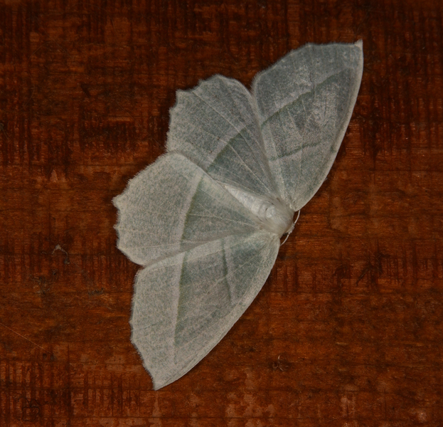 Campaea_perlata7729