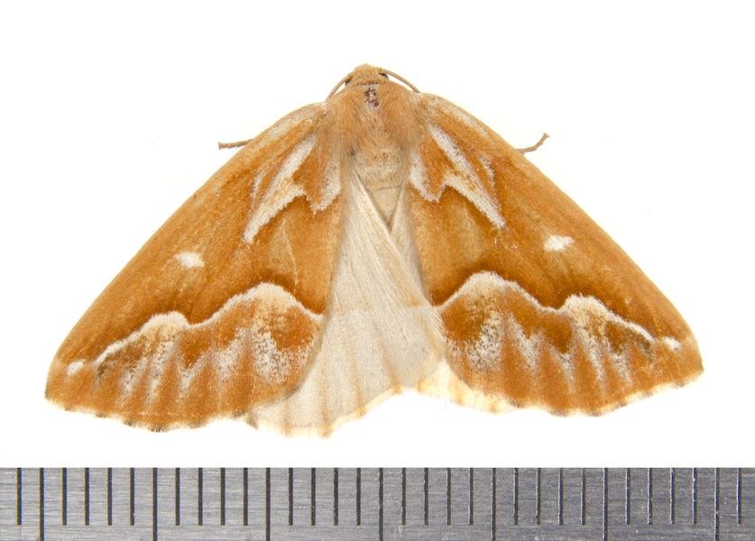 Caripeta0100