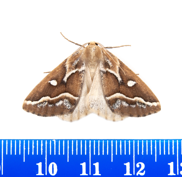 Caripeta2352