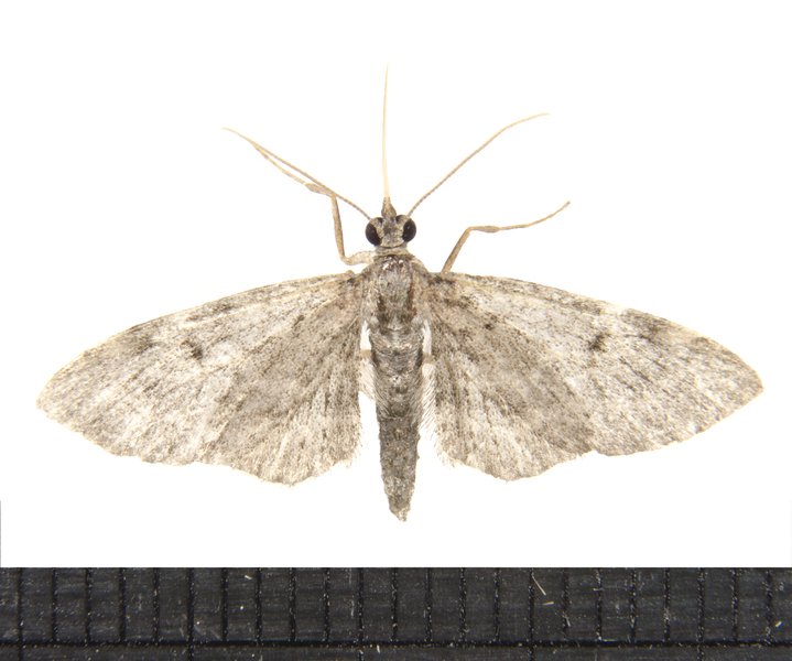 Cladara2929