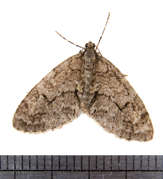 Cladara3239