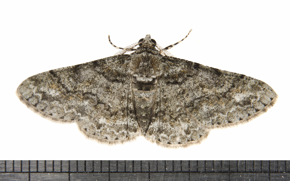 Cleora0031