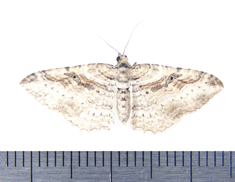 Costaconvexa9072