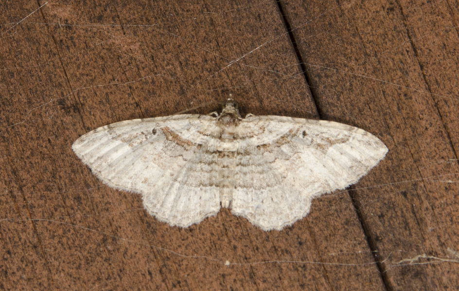 Costaconvexa9279