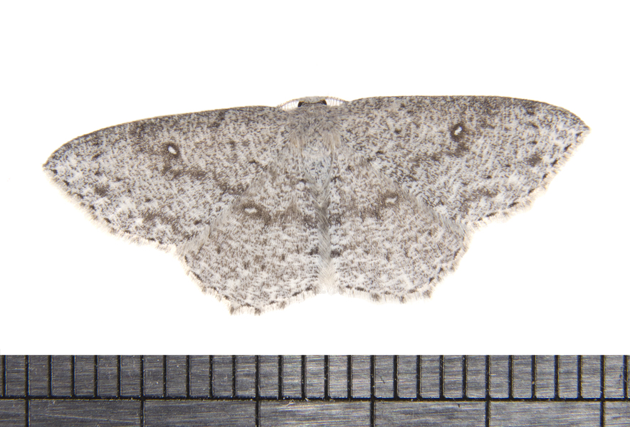 Cyclophora3314