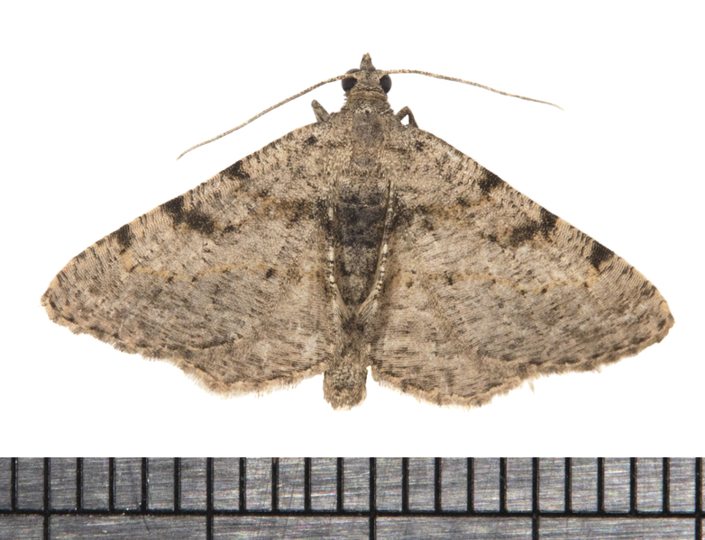 Digrammia5790