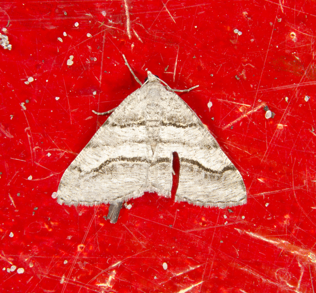 Digrammia0042