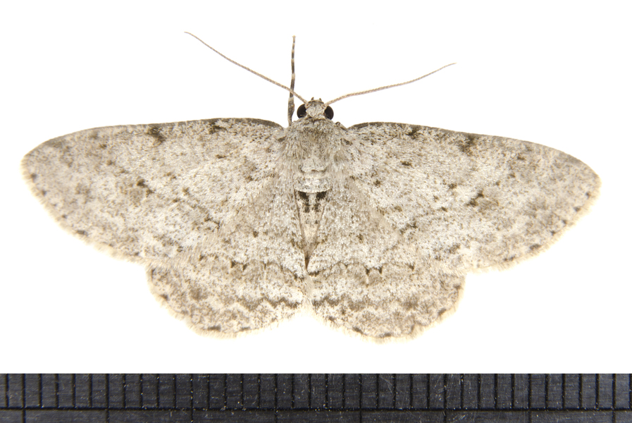 Ectropis4991