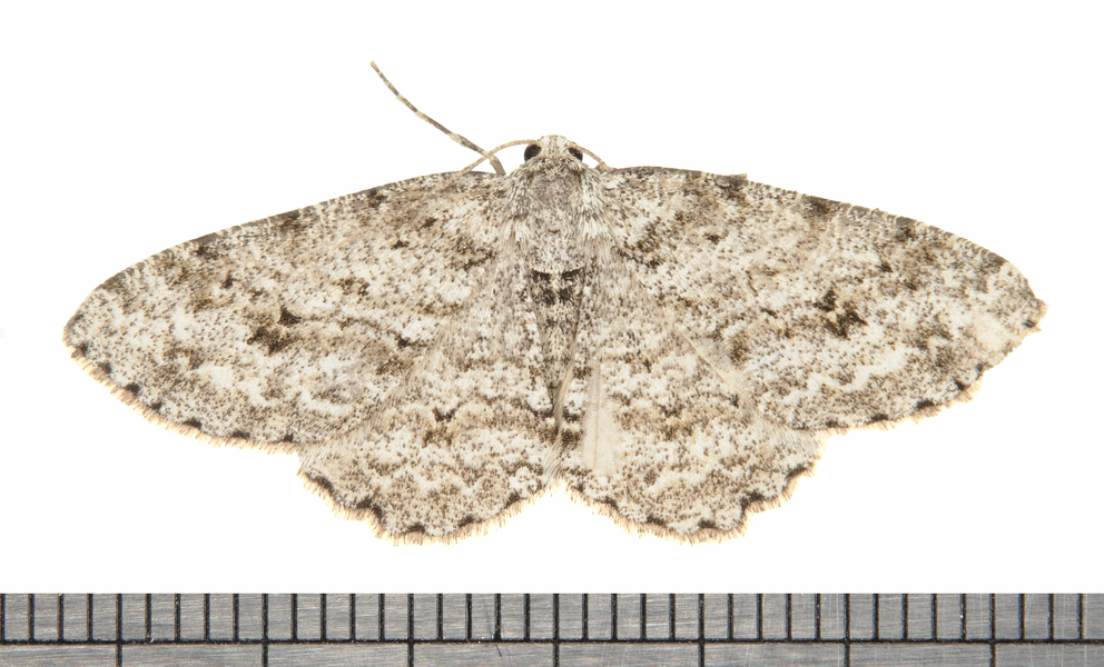 Ectropis9821