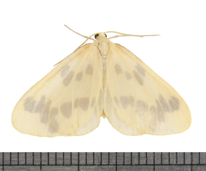 Eubaphe5176