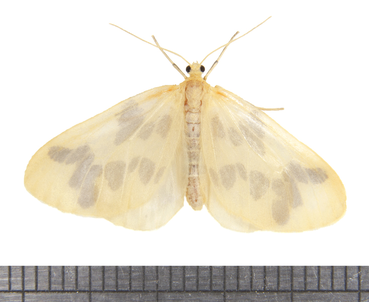 Eubaphe5502