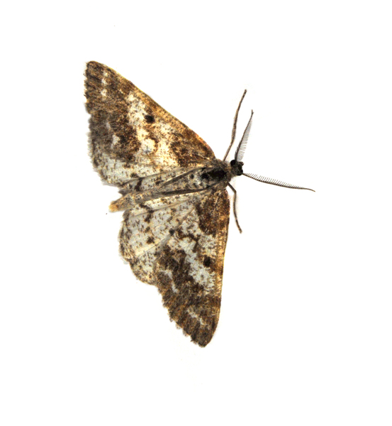 Eufidonia0049