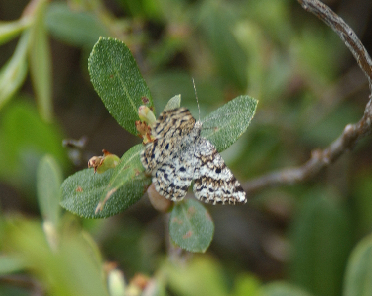Eufidonia_discospilata7963