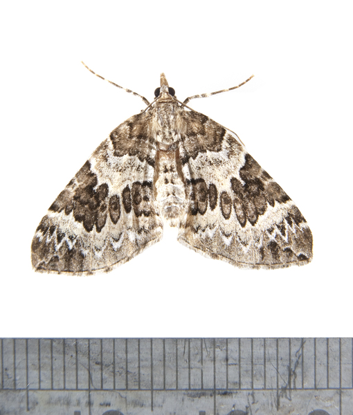 Eulithis2525