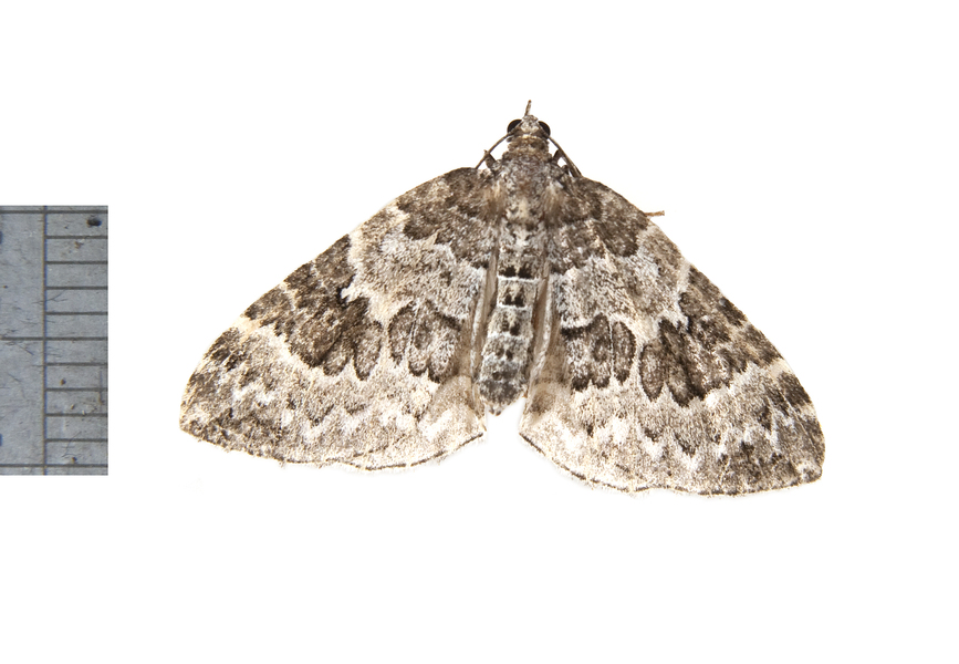 Eulithis2906