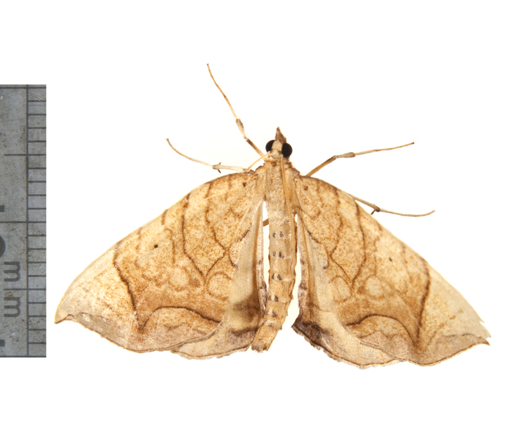 Eulithis3504