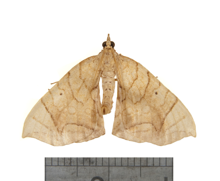 Eulithis3540