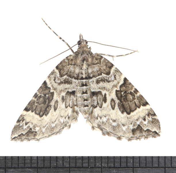 Eulithis5703