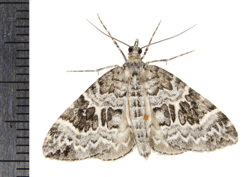 Eulithis9201