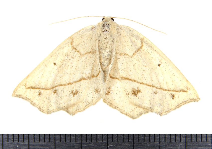 Eusarca9459