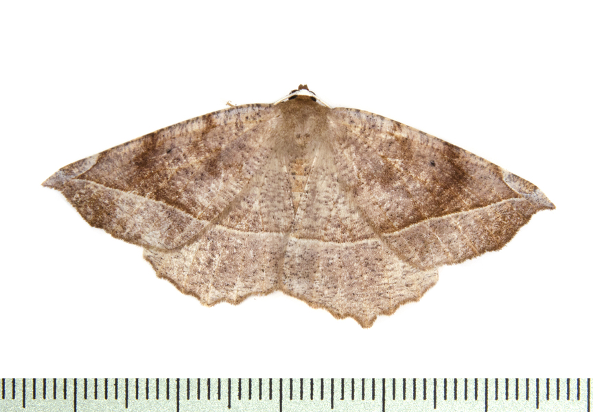 Eutrapela1908