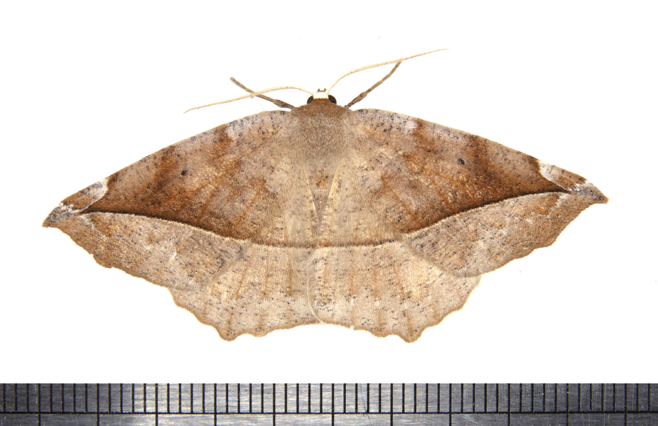 Eutrapela3144