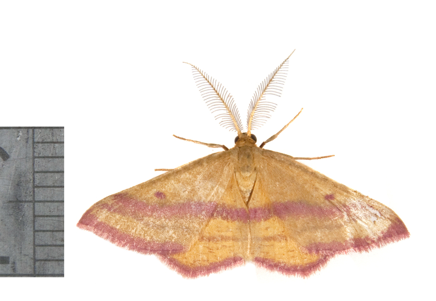 Haematopis3566