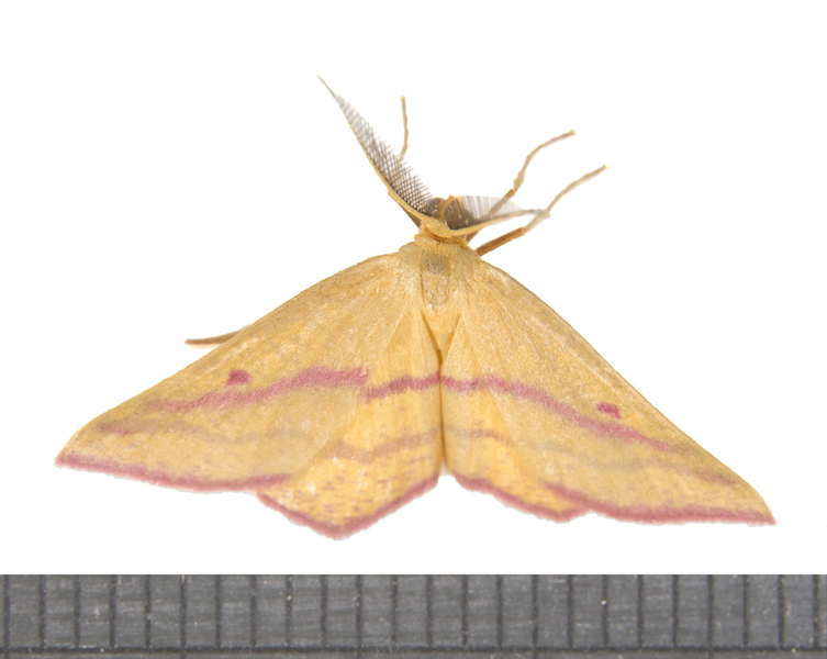 Haematopis7097