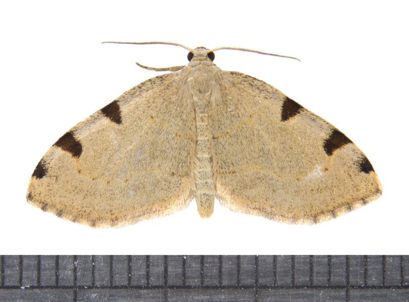 Heterophleps4387