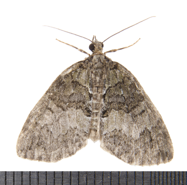 Hydriomena5072