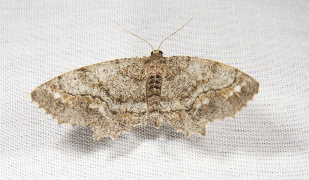 Hypagyrtis0367