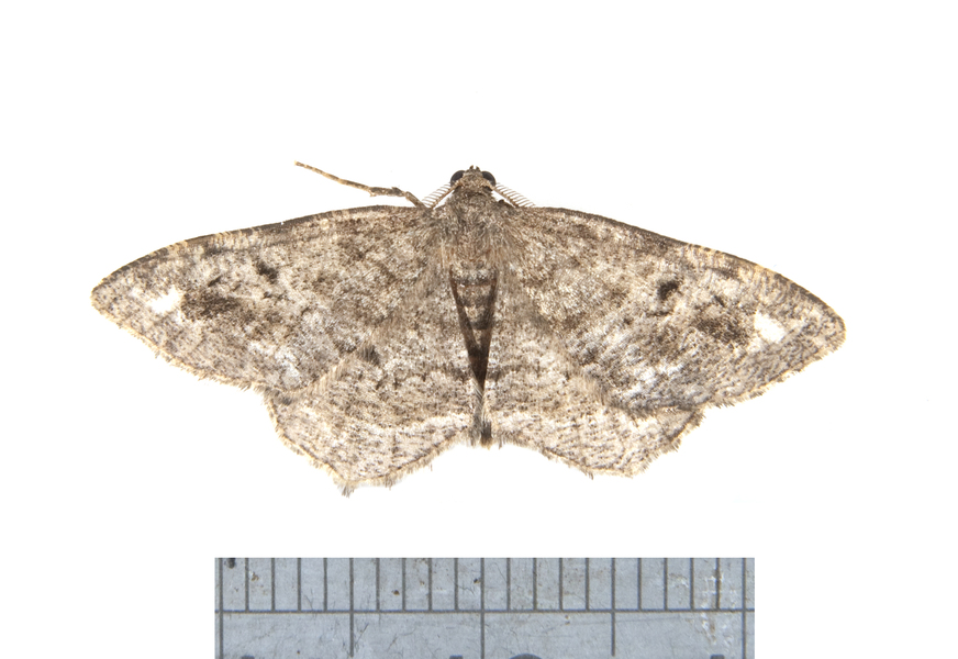 Hypagyrtis3542