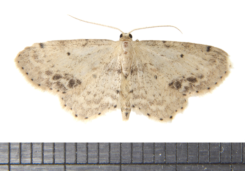 Idaea4117