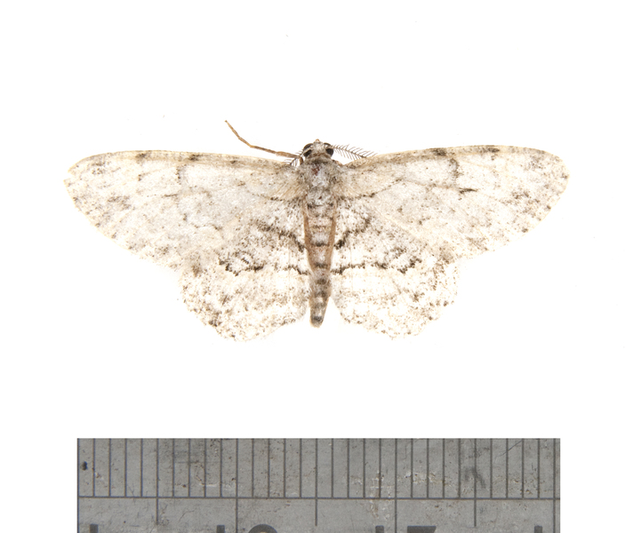 Iridopsis2455