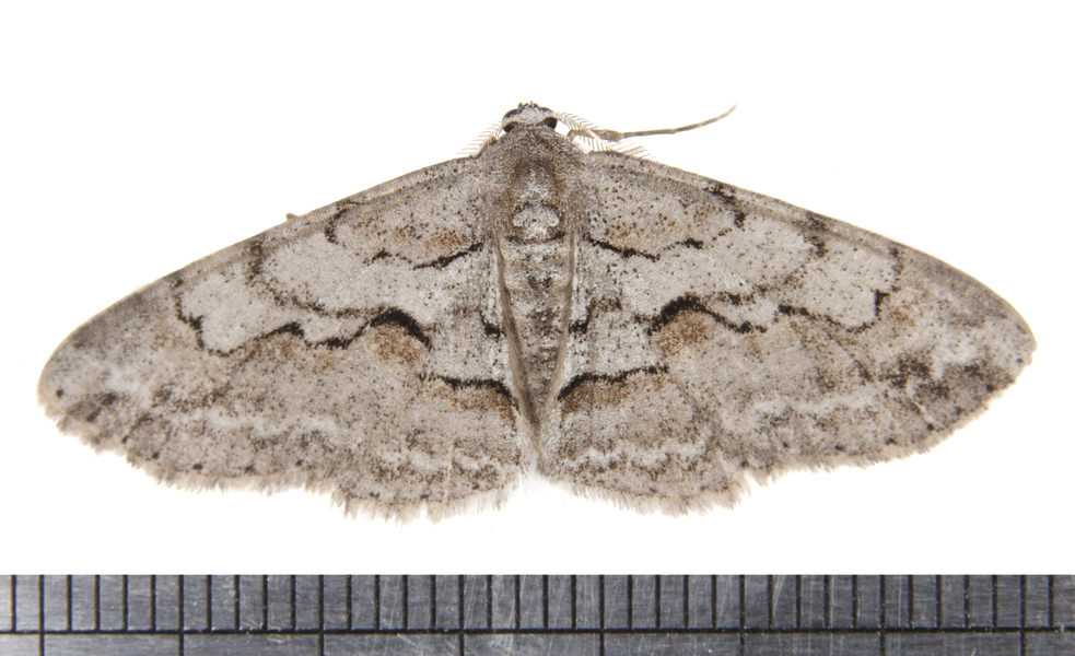 Iridopsis3326