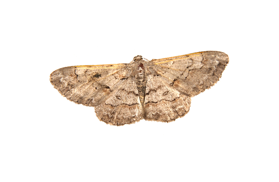 Iridopsis3509