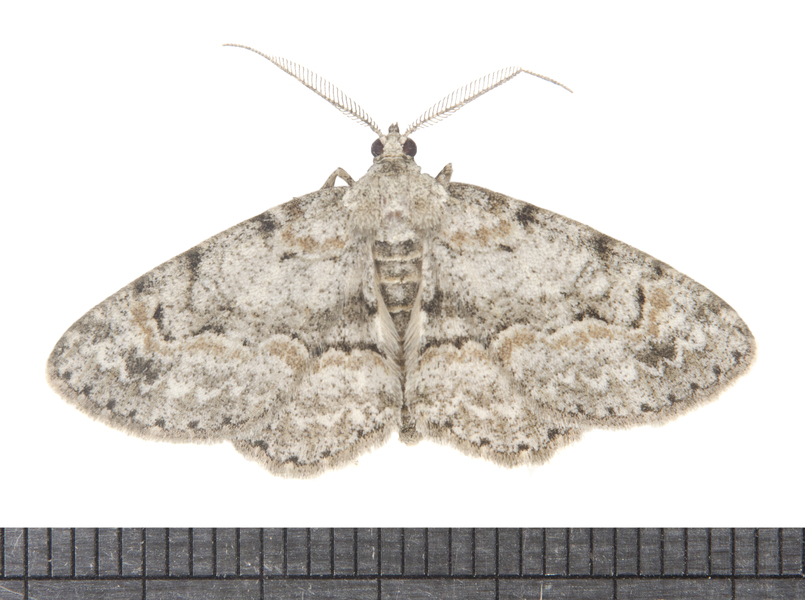 Iridopsis5665