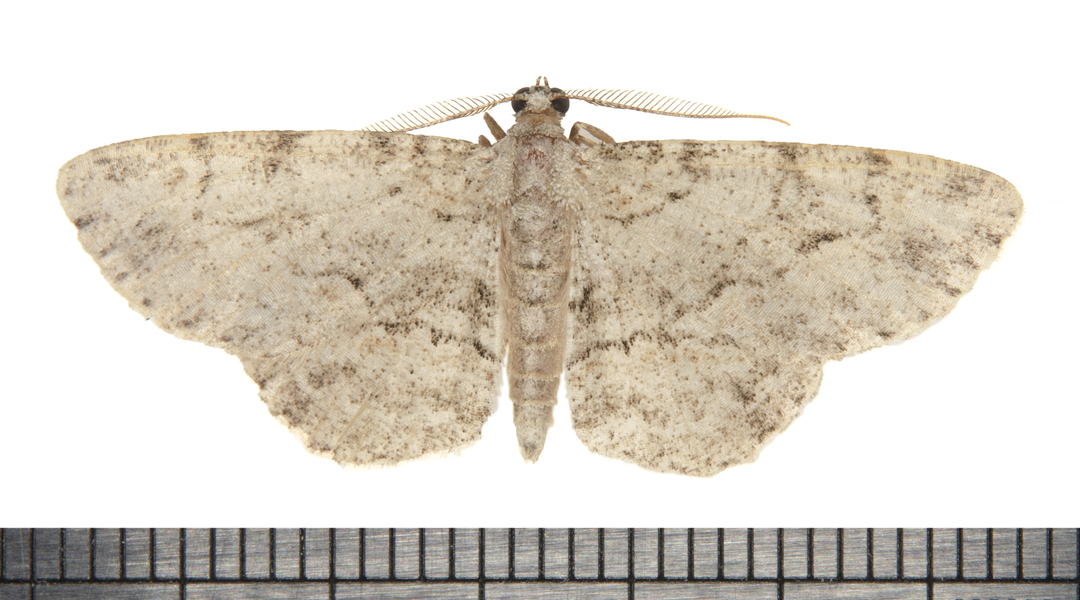 Iridopsis6177