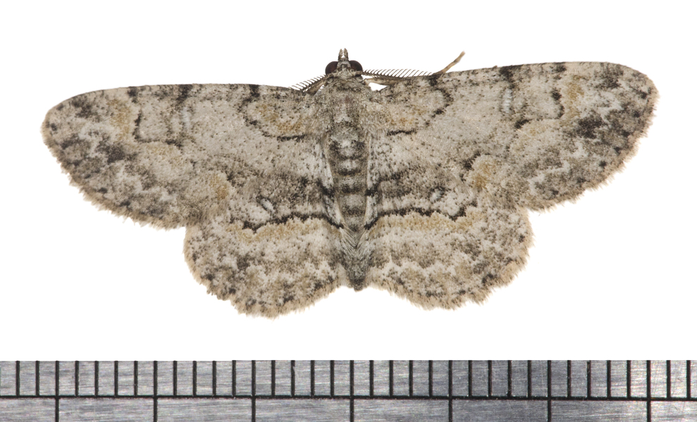 Irodopsis5877