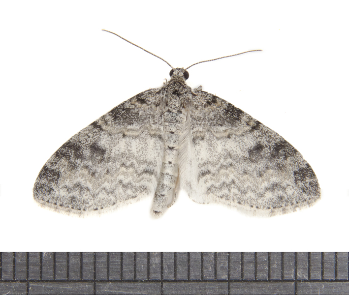 Lobophora3169